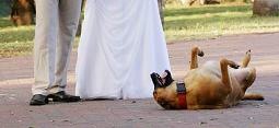 בעלי חיים בחתונה